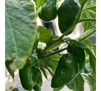 Semi di peperoncino - orticole raro esotico giardino sul balcone balcone con giardino resistenti per giardini rocciosi verdi jalapeño, 100pcs