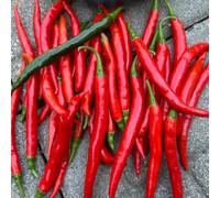 Semi di peperoncino - orticole resistenti resistenti per giardini rocciosi giardino jalapeño, peperoncino raro esotico antiche varietà di balcone con 150pcs