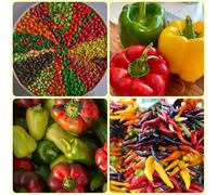 semi di peperoncino, peperoncino, Capsicum annuum, jalapeno, balcone, culinarie per gli amanti 200pcs