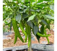 semi di peperoncino, peperoncino, esotiche Capsicum annuum, balcone resistenti, regali da giardino regali per giardinieri amatoriali 350pcs