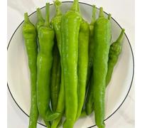 semi di peperoncino, peperoncino, regali per giardinieri Capsicum annuum, balcone, culinarie di d'appartamento di jalapeno, 150pcs