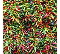 Semi di peperoncino, peperoni, antiche varietà di copertura del terreno interno in vaso resistente arredamento del soggiorno orticole rampicanti 200pcs