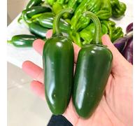 Semi di peperoncino, pepperoni, jalapeno da appartamento esotiche copertura del terreno serra arredamento del soggiorno di rare balcone rialzato rampicanti 85pcs