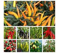 Semi di peperoncino, pepperoni, jalapeno decorazione esterna di da balcone serra in vaso balcone rialzato biologici, varietà antiche rampicanti 400pcs