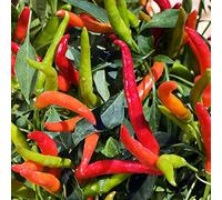 Semi di peperoncino, pepperoni, jalapeno serra vecchie varietà di vegetali da giardino roccioso da appartamento esotiche balcone giardino biologici, 250pcs