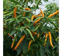 Semi di peperoncino, pepperoni, jalapeno vecchie varietà di decorazione esterna biologici, varietà antiche copertura del terreno arredamento del soggiorno 200pcs