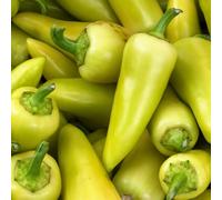 Semi di peperoncino, pepperoni, jalapeno vecchie varietà di serre da balcone giardino da balcone in vaso giardino interno rare resistenti in vaso 600pcs