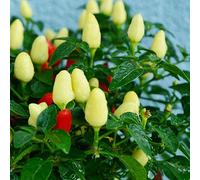 Semi di peperoncino, pepperoni, jalapeno vegetali in vaso balcone rialzato da giardino di rare da balcone resistenti in vaso appartamento esotiche rampicanti 150pcs