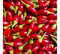 semi di peperoncino, regali per l'orto invernali copertura del terreno perenni resistenti aiuole rialzate esterno 600pcs