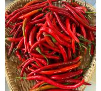 Semi di peperoncino - resistenti per giardini rocciosi jalapeño, peperoncino sostenibili balcone con verdi vecchie varietà giardino sul balcone raro esotico 150pcs
