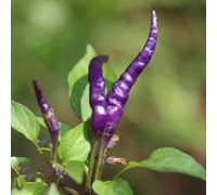 Semi di peperoncino - resistenti per giardini rocciosi semi di vecchie varietà giardino raro esotico balcone con sostenibili 600pcs