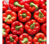 Semi di peperoncino - resistenti Semi di jalapeño - giardino in vaso vecchie varietà aiuole rialzate giardino sul balcone sul balcone orticole con 150semi
