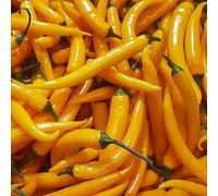 Semi di peperoncino - sostenibili Semi di jalapeño - balcone con giardino in vaso giardino, vecchie varietà aiuole rialzate 600semi
