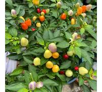 semi di peperoncino - varietà antiche rare balcone giardino interno 100pcs