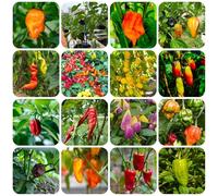 semi di peperoncino - varietà antiche rare giardino interno biologici balcone perenni resistenti 800pcs