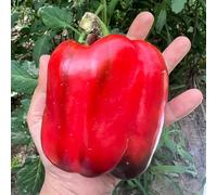 semi di peperone - antiche varietà peperoncino decorazioni 350pcs