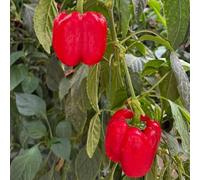 semi di peperone - giardino peperoncino decorazione 250pcs