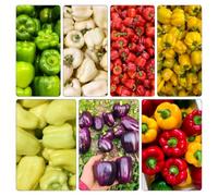 semi di peperone, peperoncino Aiuole rialzate giardino interno 400pcs