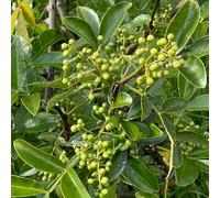 Semi di peperone, rare Zanthoxylum bungeanum, orto sul balcone cucina del giardino balcone del giardino 350pcs