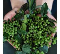 Semi di peperone, resistenti per il giardino Zanthoxylum bungeanum, biologici da giardino semi di culinarie cucina del giardino orto 10pcs