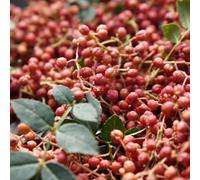 Semi di peperone, semi biologici da giardino Zanthoxylum bungeanum Le da giardino sono 200pcs