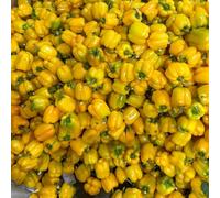 Semi di peperone, varietà antiche peperoncino da balcone da giardino interno del 400pcs