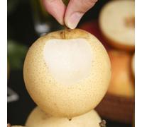 semi di pera, per aiuole rialzate serra, resistenti esotiche, varietà antiche giardino, 150pcs