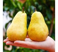 semi di pera, perenni, resistenti, balcone, vecchie varietà, per aiuole rialzate 10pcs