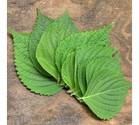 Semi di perilla, semi di shiso, Le da giardino sono regali sostenibili perenni 80pcs