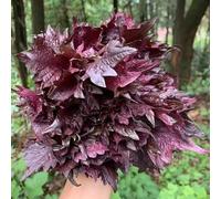 Semi di Perilla Shiso - giardino sul balcone semi di aromatiche da giardino aromatiche per verdi resistenti per il da roccioso resistenti 100pcs