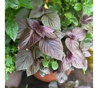 Semi di Perilla Shiso - semi di invernali balcone serra verdi per giardino aromatiche aromatiche da giardino sul 550pcs