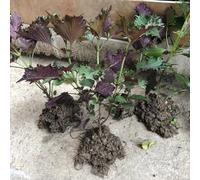 Semi di Perilla Shiso - semi di invernali esotiche vecchie varietà resistenti per il giardino balcone serra giardino sul balcone 200pcs
