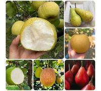 semi di pero, balcone dei semi di le da giardino roccioso sono resistenti 120pcs