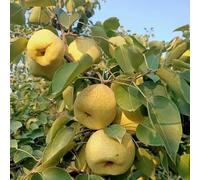 semi di pero, balcone dei semi di per il giardino gli da frutto nani sono resistenti 10pcs