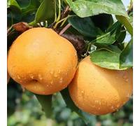 semi di pero, biologici resistenti all'esterno da balcone resistenti comprare, giardino sono perenni 120pcs