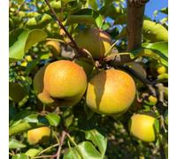 semi di pero - decorazioni giardino esterni serra interna letto rialzato balcone rialzato 50pcs