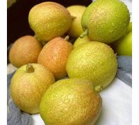 semi di pero, gli da nani sono resistenti fresca, pera, Pyrus giardino roccioso 200pcs