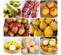 semi di pero, le da giardino roccioso sono resistenti balcone da giardino da balcone resistenti rare, frutteto colonnari 100pcs