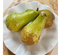 semi di pero, le da giardino roccioso sono resistenti Pyrus resistenti all'esterno semi di da frutto colonnari 80pcs