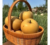 semi di pero, Pyrus da balcone, semi di le da giardino roccioso sono resistenti pero semi di antiche varietà 200pcs