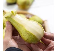 semi di pero, rare, giardino roccioso sono resistenti all'esterno resistenti 35pcs