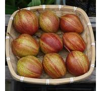 semi di pero, resistenti per il giardino rare, comprare, balcone resistenti 10pcs