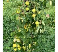 semi di pero, semi di da balcone resistenti resistenti per il giardino resistenti 150pcs