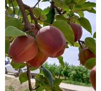 semi di pero, semi di per il giardino da balcone antiche varietà Pyrus rare, frutteto comprare 20pcs