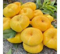 Semi di pesco - frutteto balcone semi di raro giardino giardino roccioso colonnari colonnari vecchie varietà serre balcone 20pcs