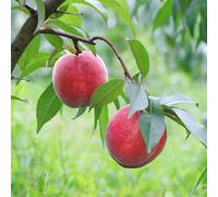 Semi di pesco, Gli da frutto nani sono resistenti Prunus persica, resistenti per il giardino da frutto colonnari le sono resistenti 3pcs