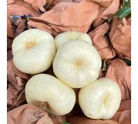 semi di pesco, raro esotica balcone colonnari in vaso per esterni cespugli bacche 8pcs