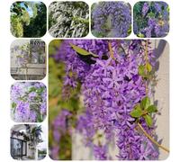 Semi di Petrea Volubilis, da balcone resistenti resistenti per il giardino per luoghi soleggiati le sono resistenti esotici 25pcs