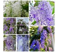 Semi di Petrea Volubilis, Le da giardino sono rampicanti sementi biologiche le sono resistenti semi di giardino 50pcs