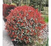 Semi di pettirosso rosso-per il giardino,da ombra da siepe resistenti,belle in vaso Vasi per,200pcs